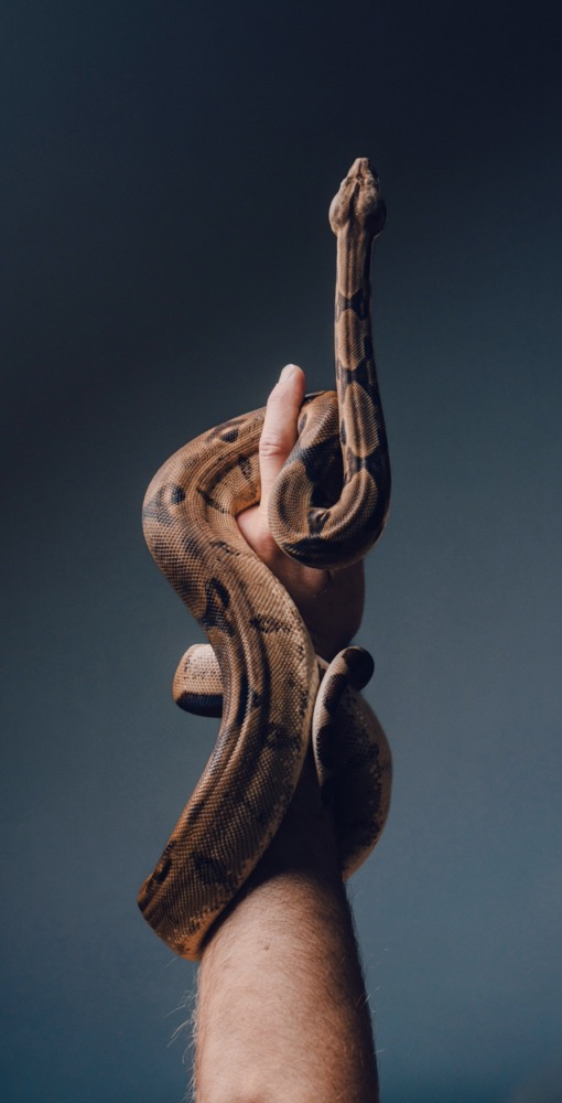 Boa auf einer Hand