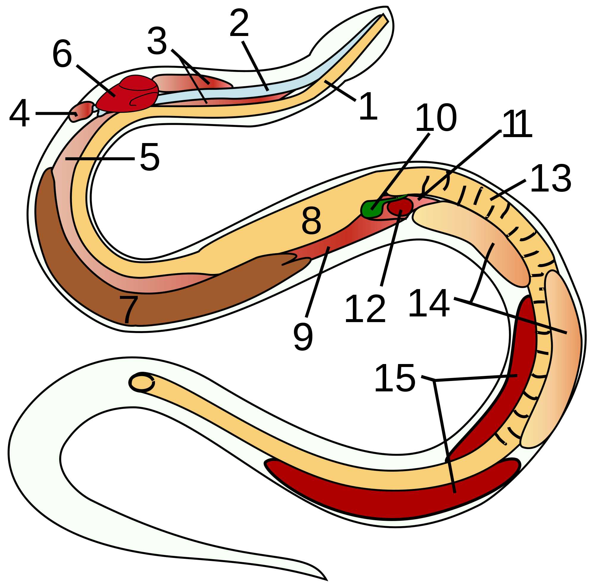 Innere Anatomie einer Schlange