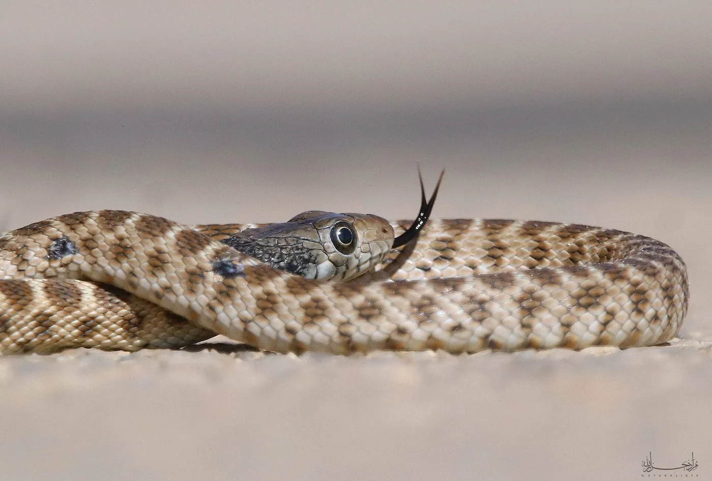 Algerische Zornnatter