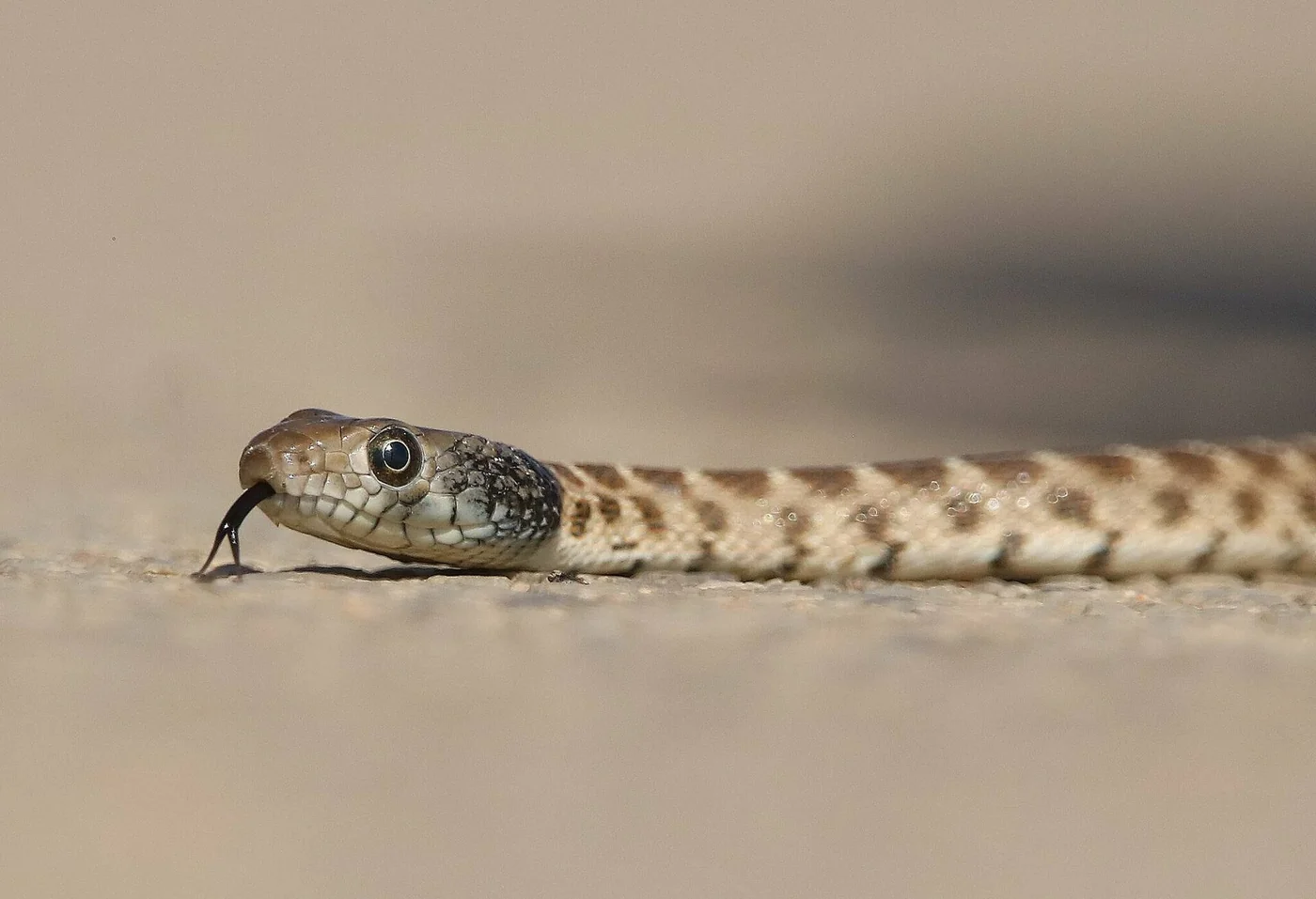 Algerische Zornnatter – Foto 2