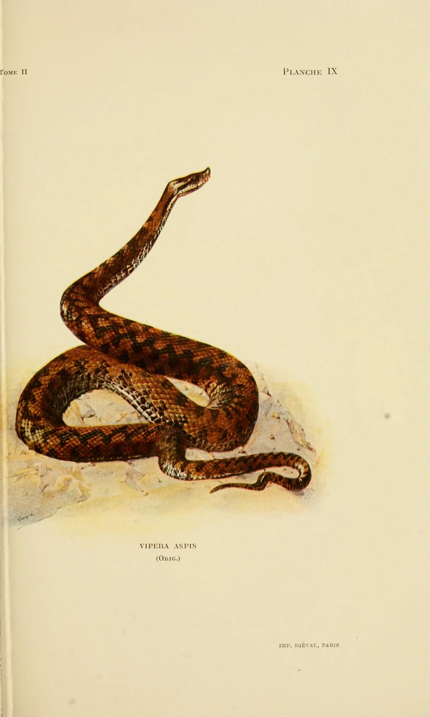Aspisviper – Foto 2