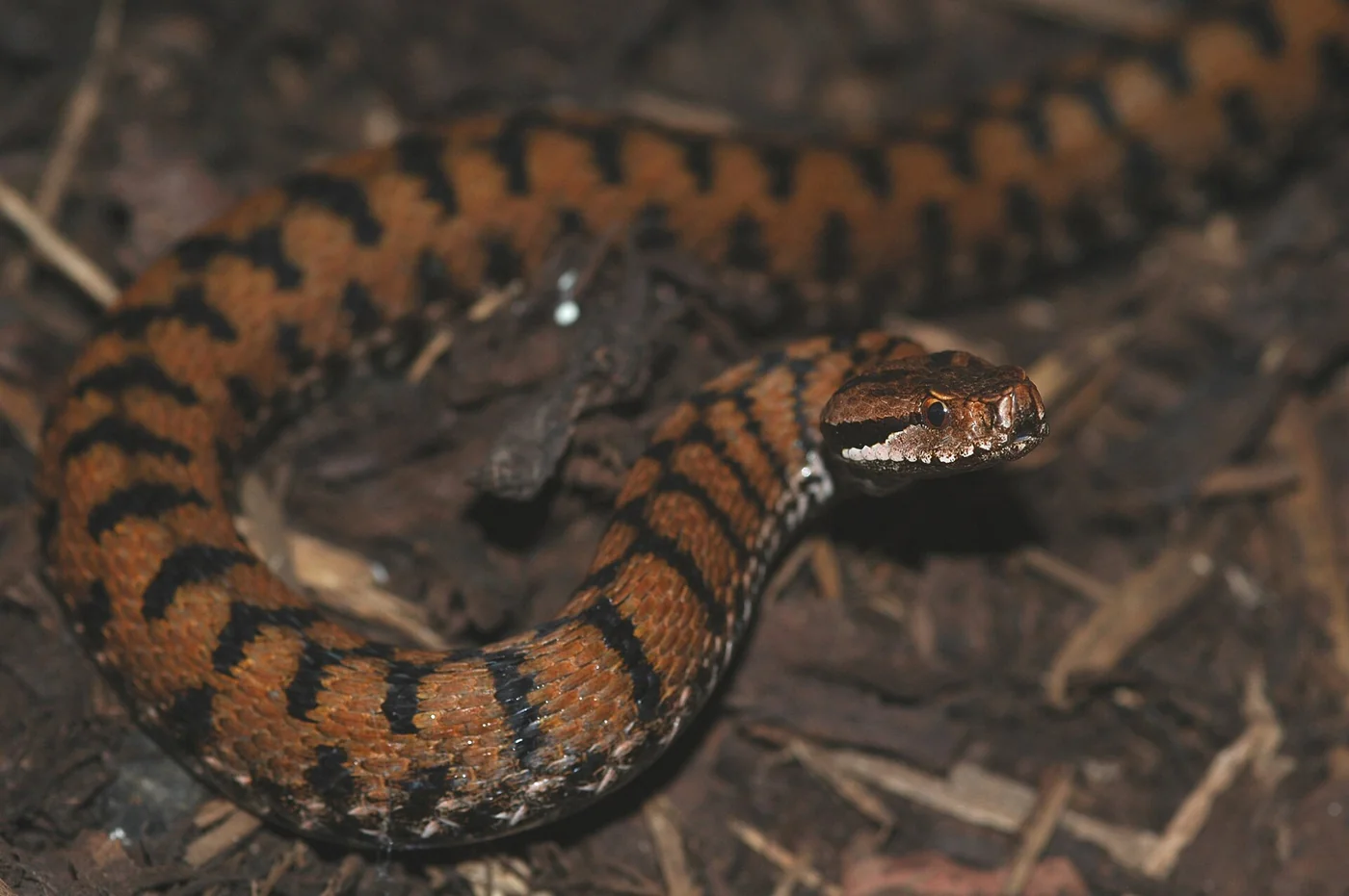 Aspisviper – Foto 3