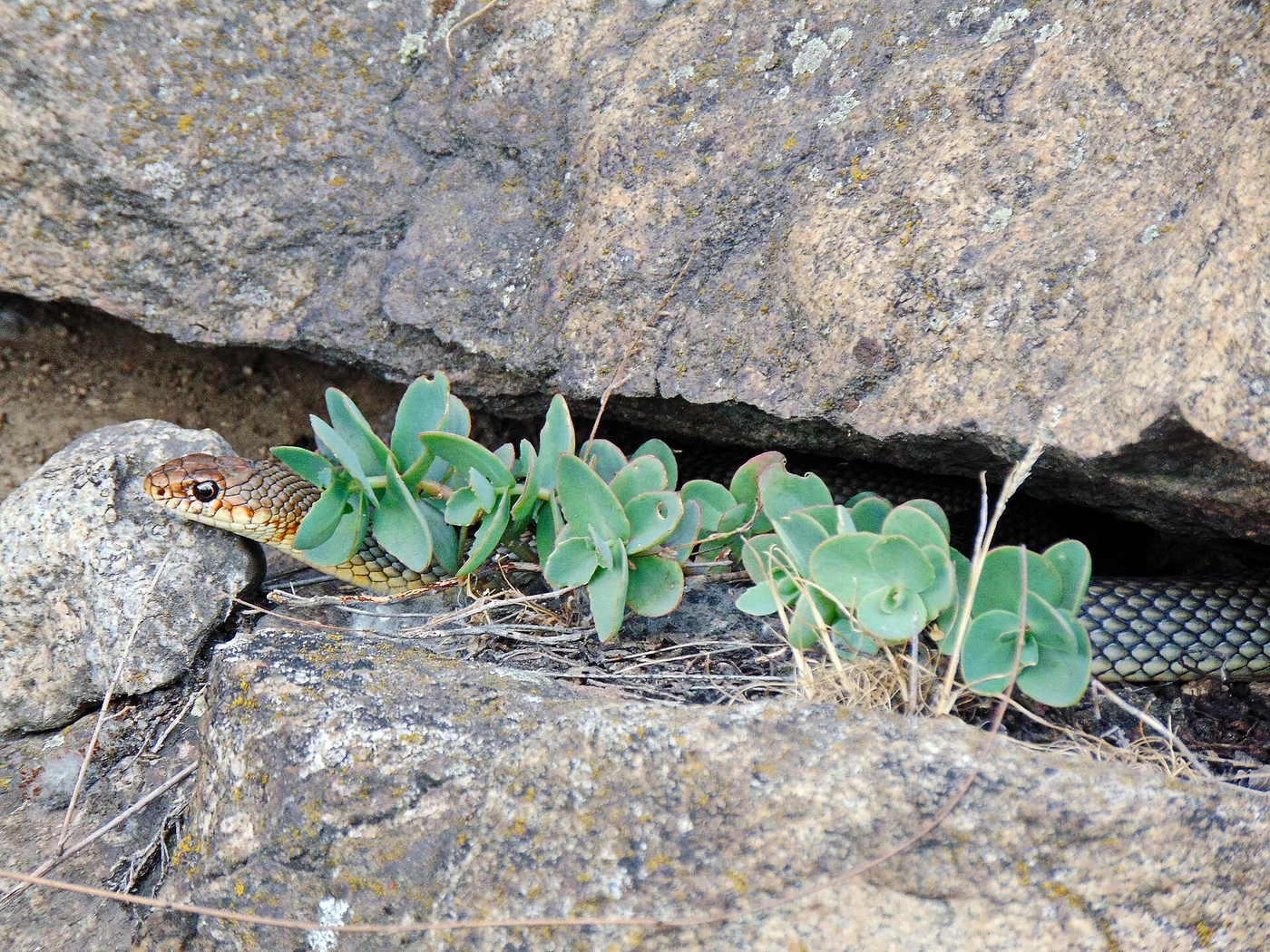 Balkan-Springnatter – Foto 3