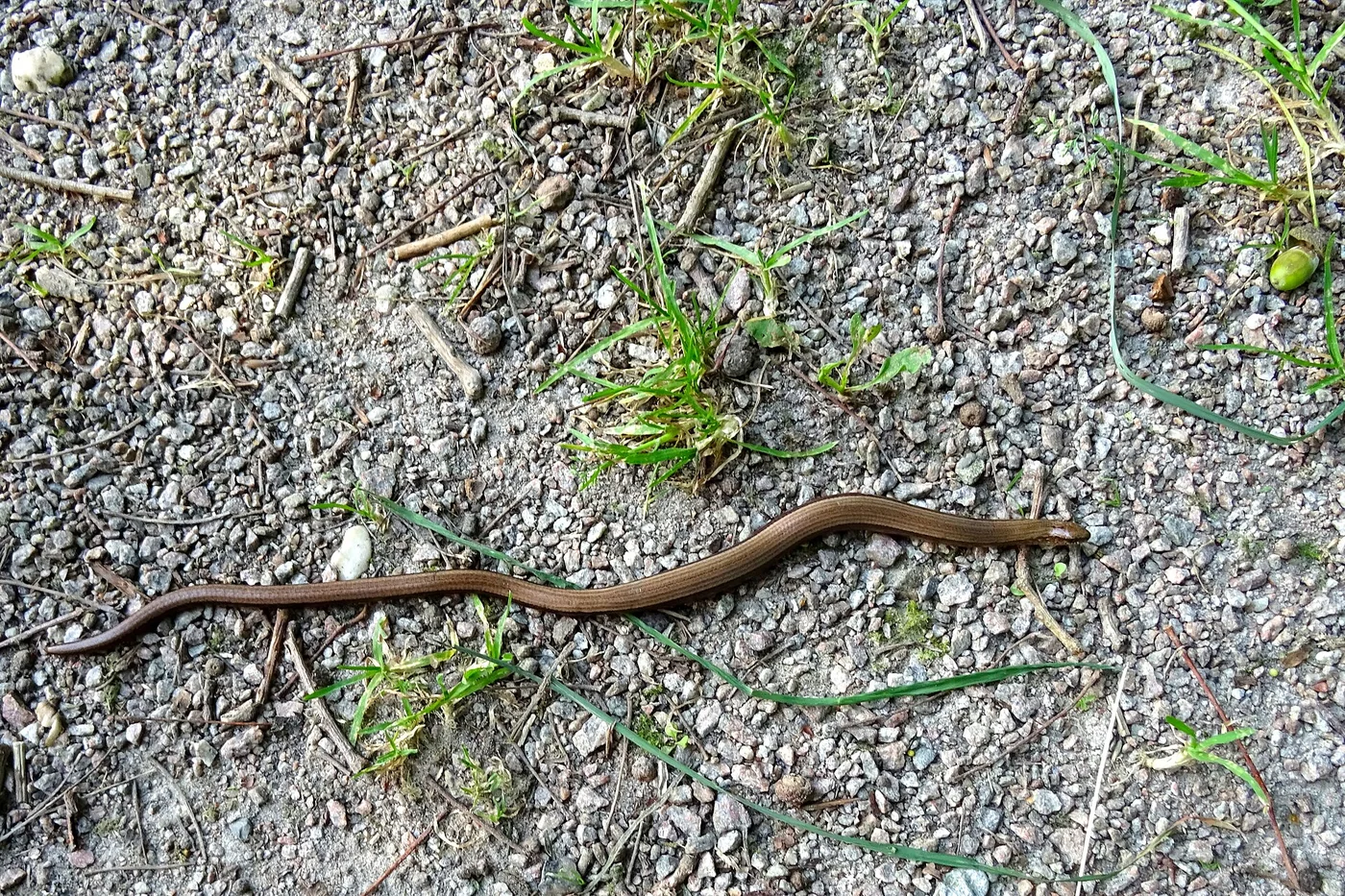 Blindschleiche – Foto 2