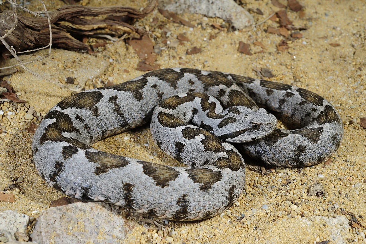Kleinasiatische Bergotter