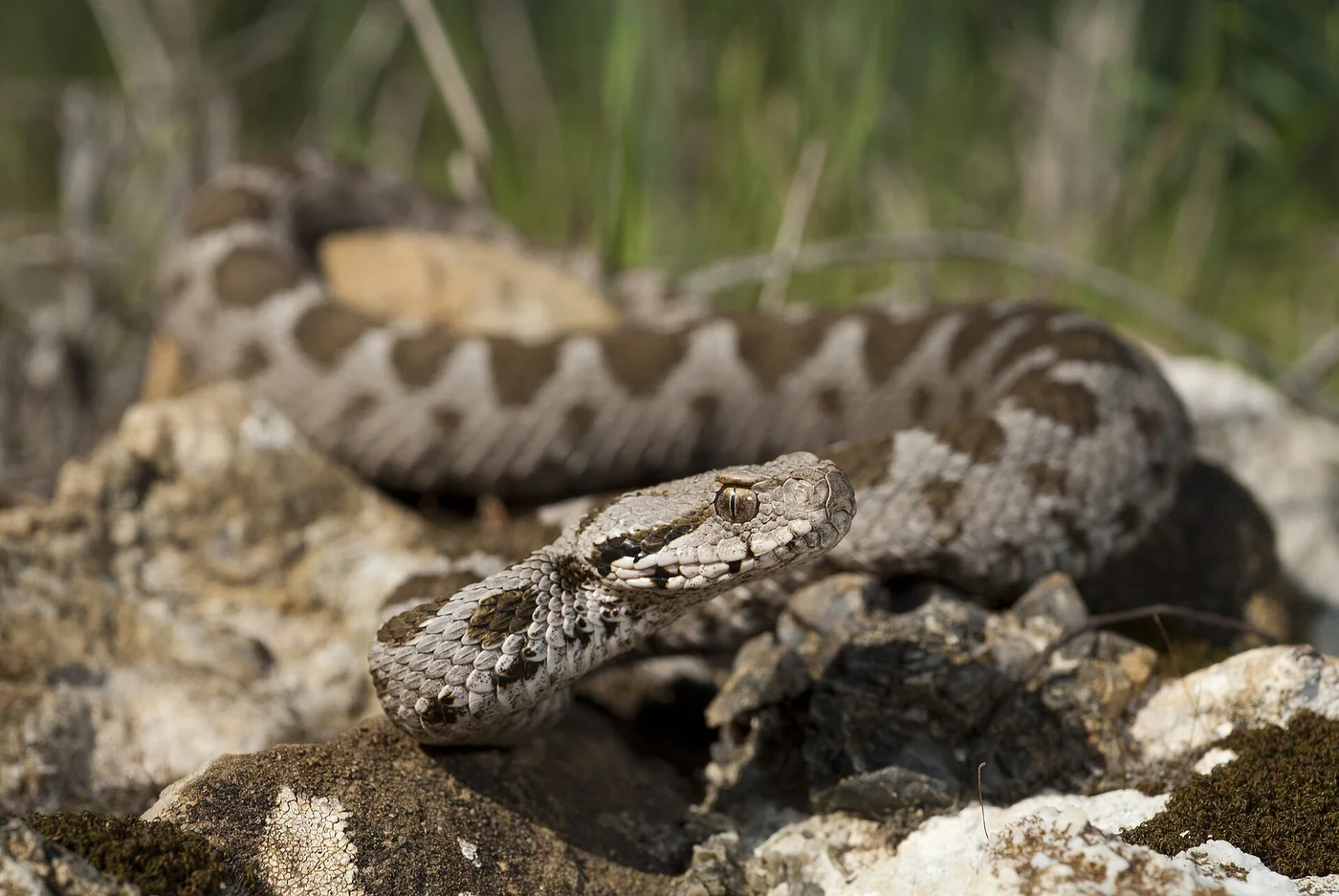 Kleinasiatische Bergotter – Foto 2