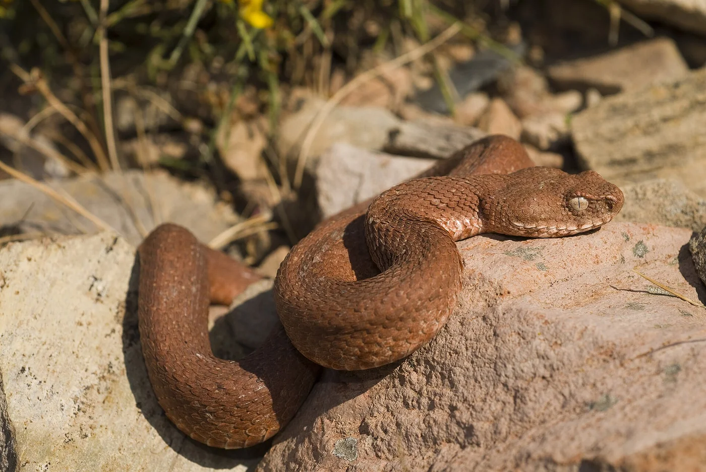 Kykladenviper – Foto 2