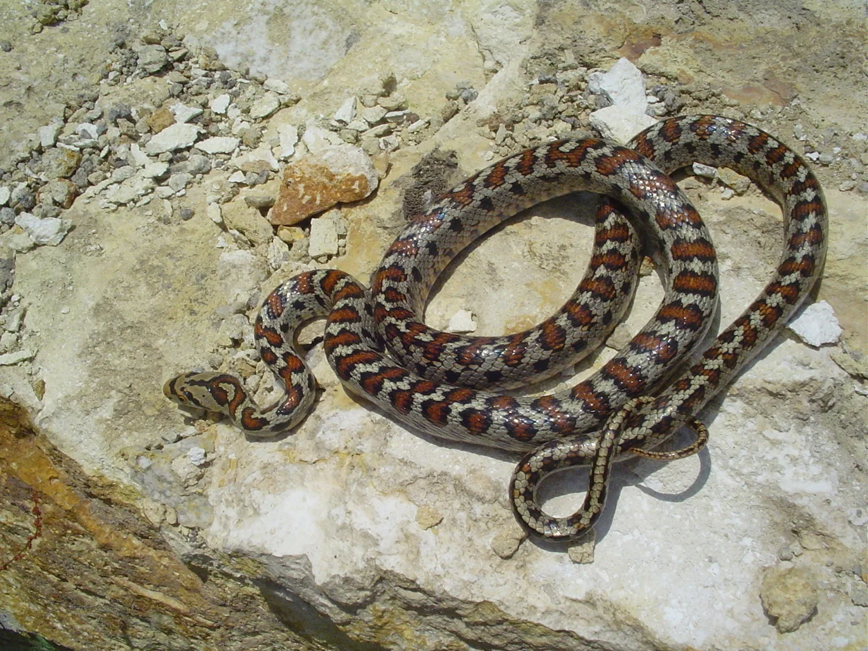 Leopardnatter
