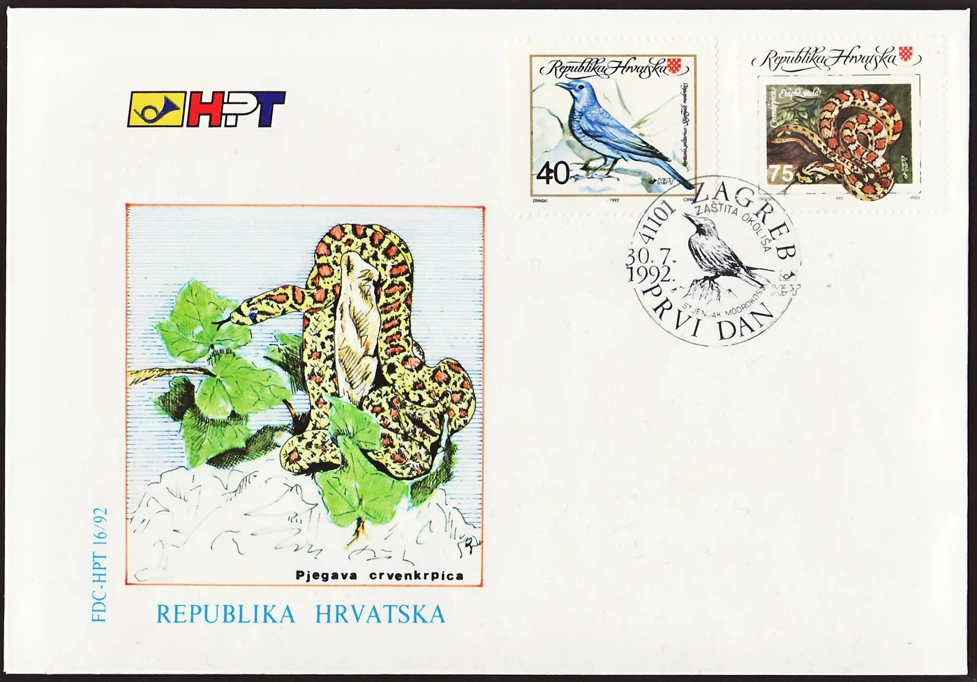 Leopardnatter – Foto 2