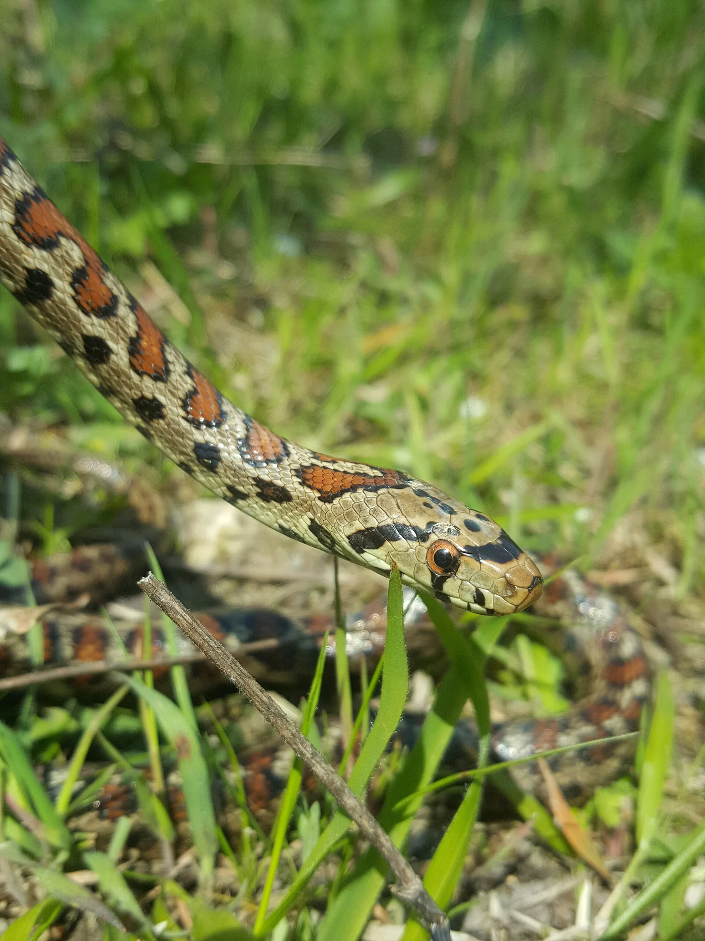 Leopardnatter – Foto 3