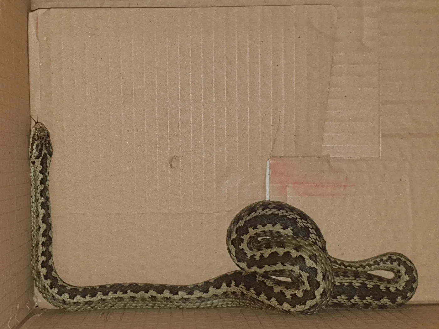 Lotievs Viper