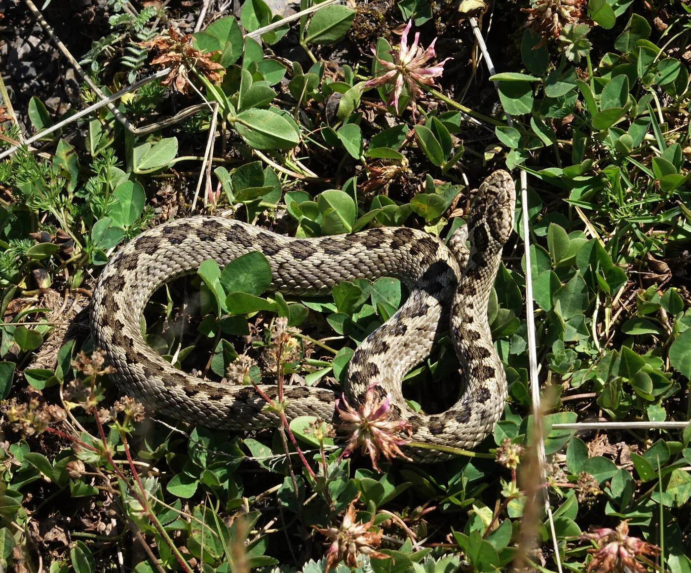 Lotievs Viper – Foto 2