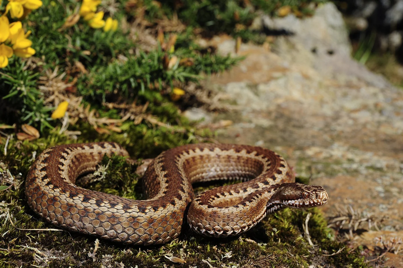 Nordiberische Kreuzotter