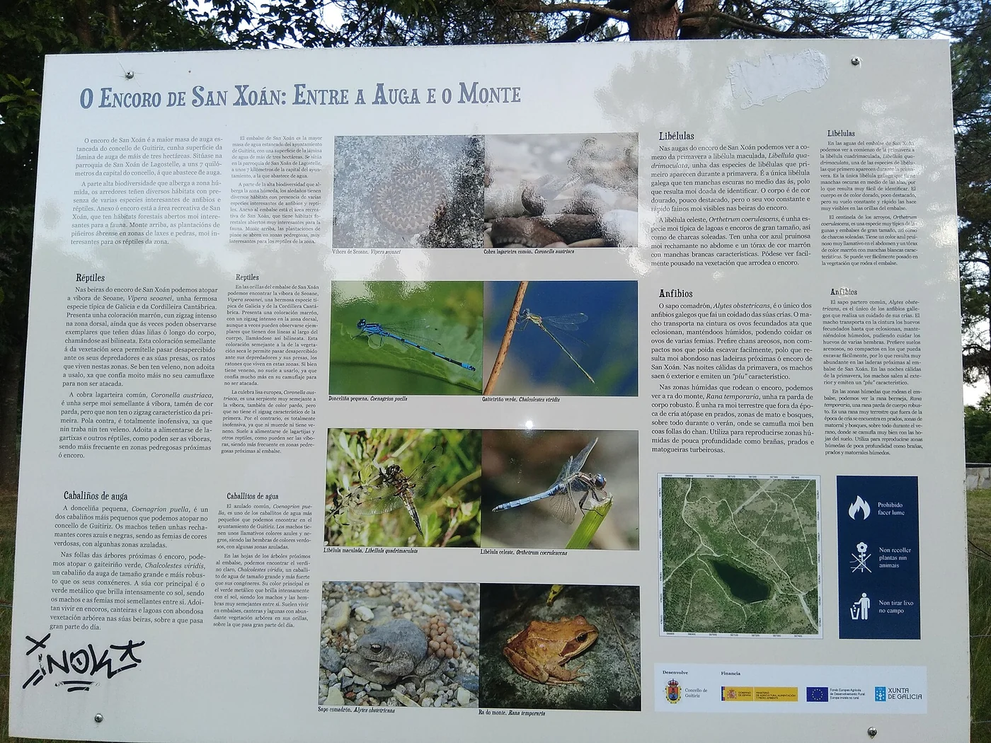 Nordiberische Kreuzotter – Foto 3