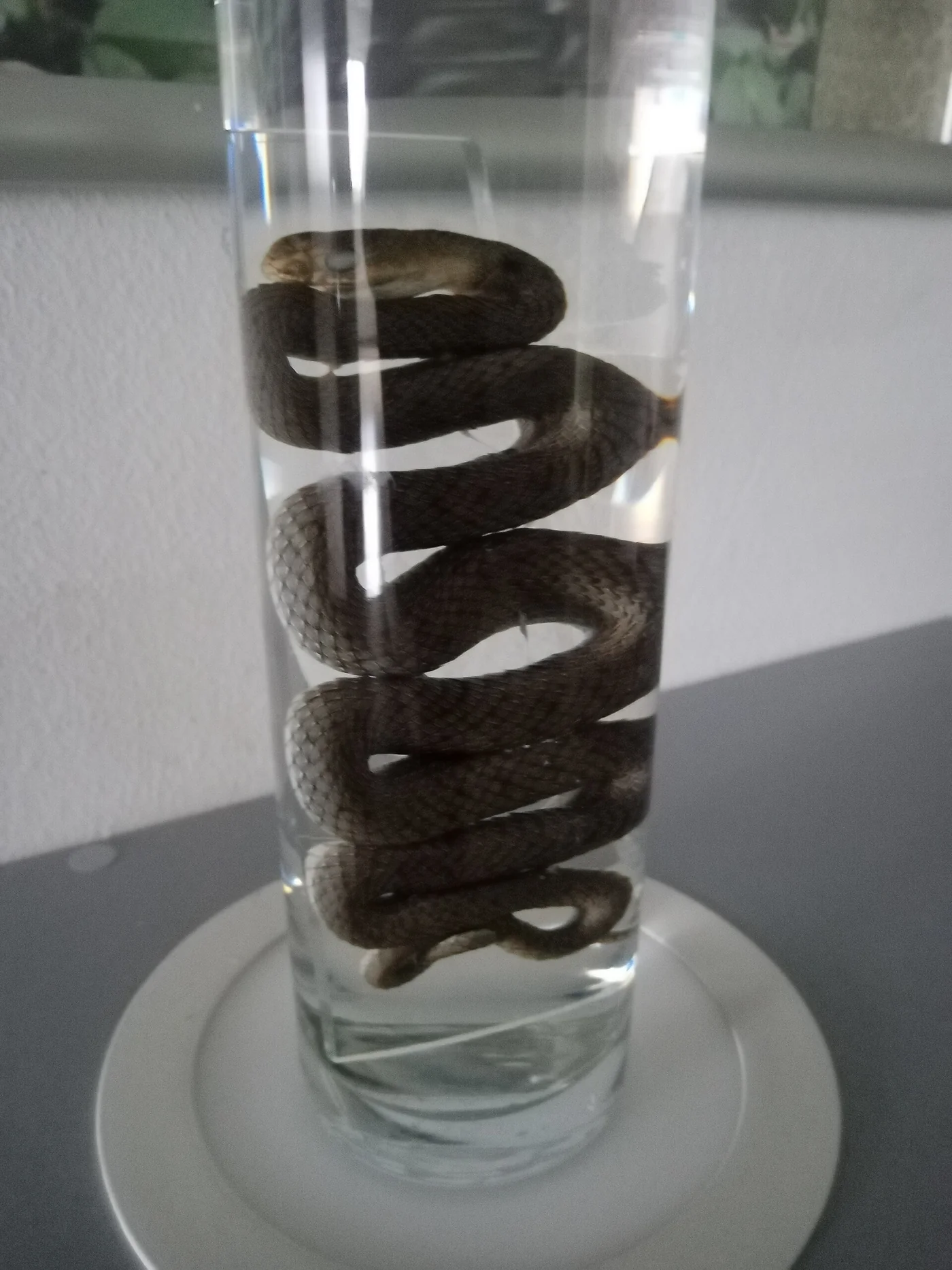 Östliche Eidechsennatter – Foto 3
