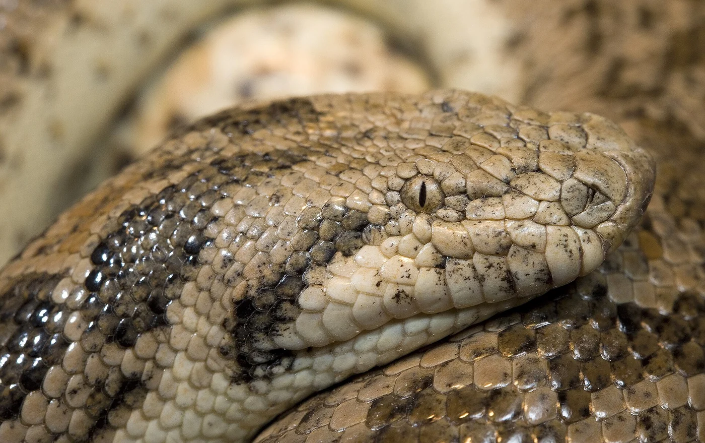 Östliche Sandboa