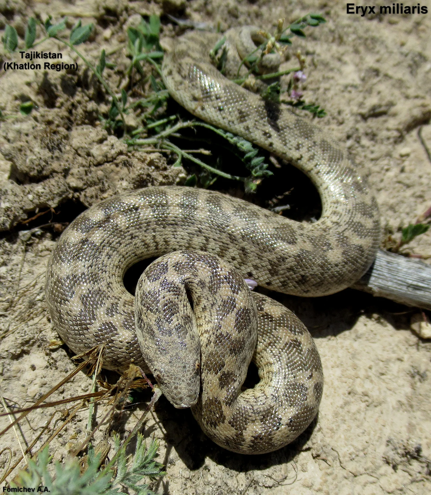 Östliche Sandboa – Foto 2