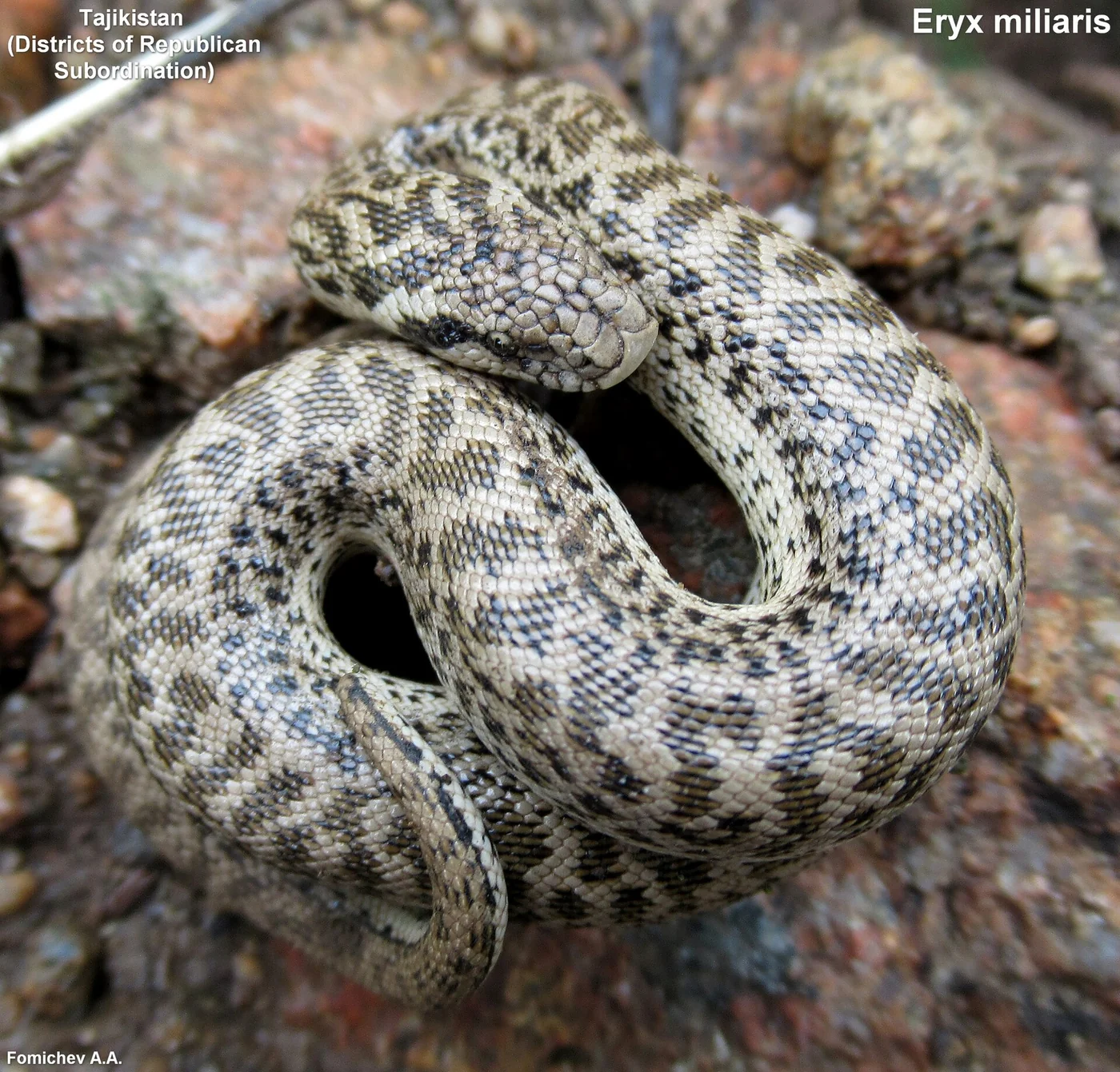 Östliche Sandboa – Foto 3