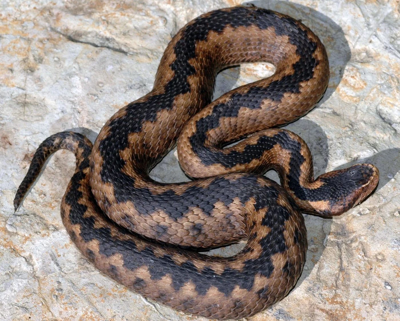 Orlovs Viper