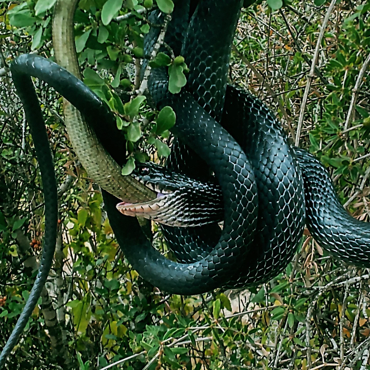 Pfeilnatter