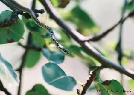 Schlanknatter – Foto 2