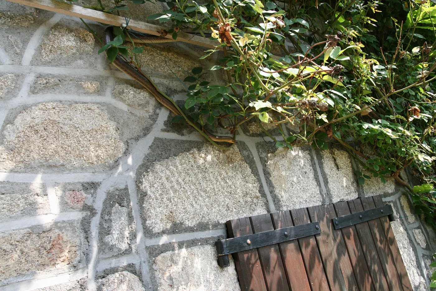 Vierstreifennatter – Foto 2