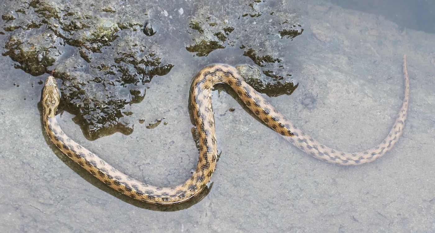 Vipernatter – Foto 2