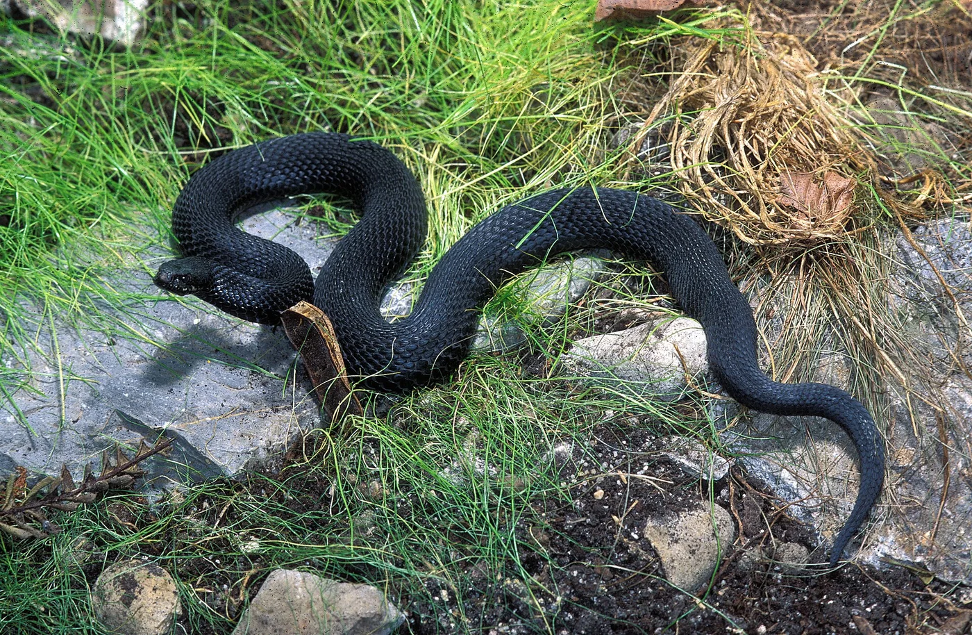 Waldsteppenotter
