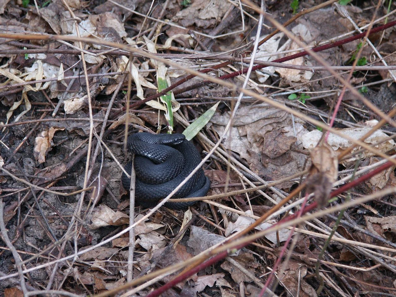 Waldsteppenotter – Foto 2