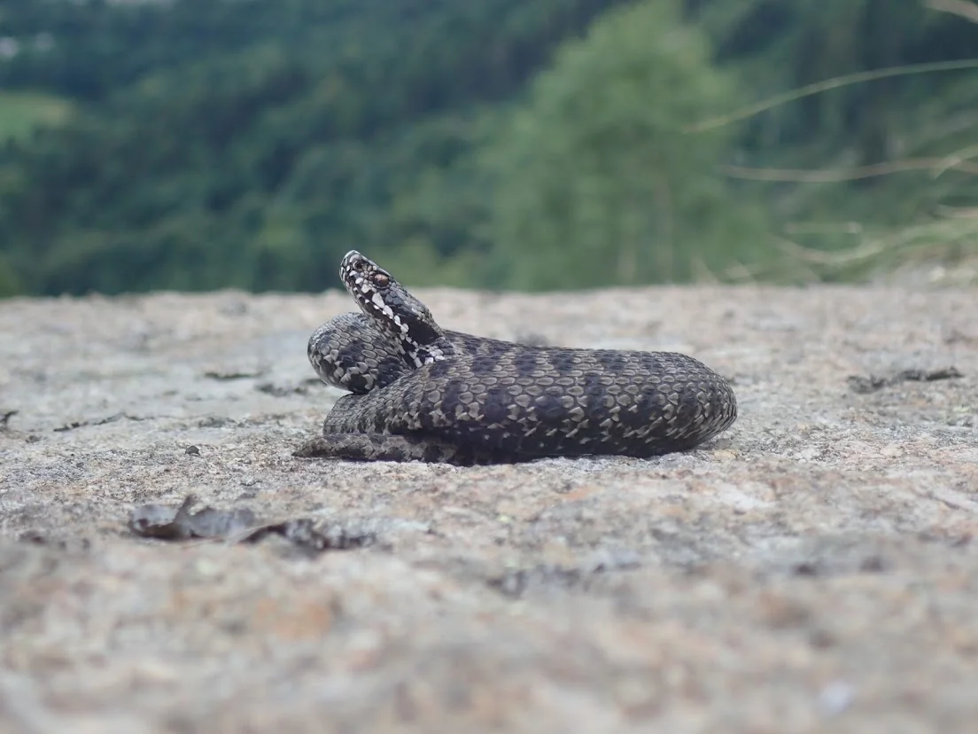 Walser-Viper