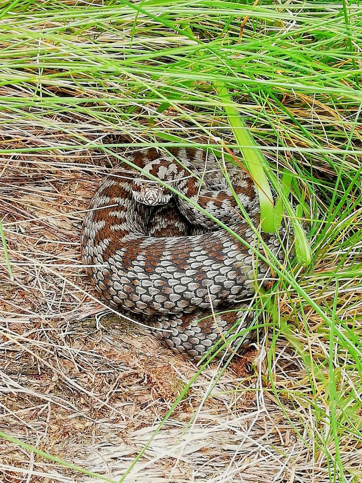 Walser-Viper – Foto 3