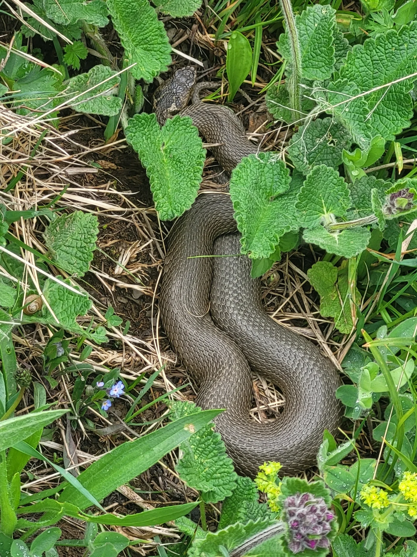 Westliche Kaukasusotter – Foto 2