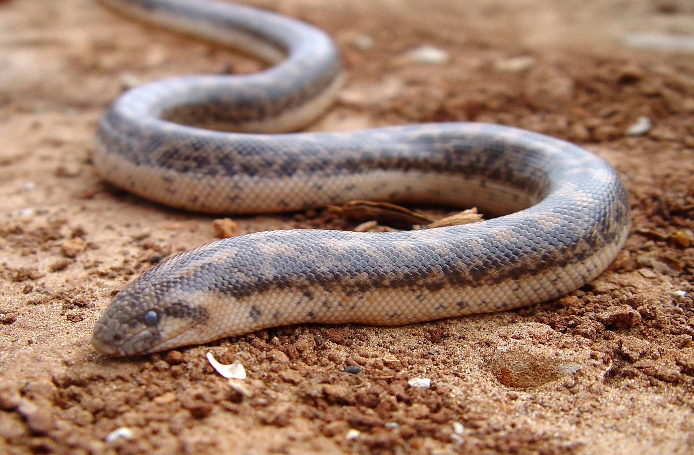 Westliche Sandboa