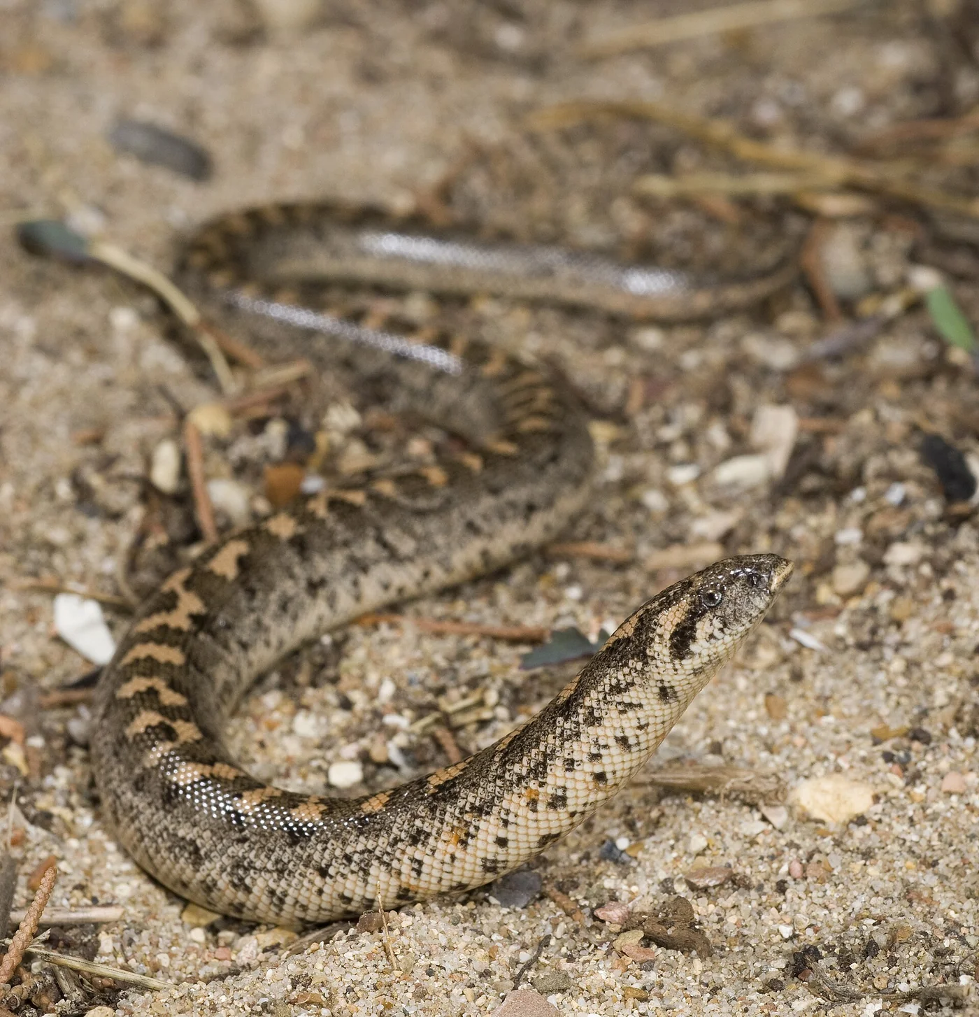 Westliche Sandboa – Foto 2