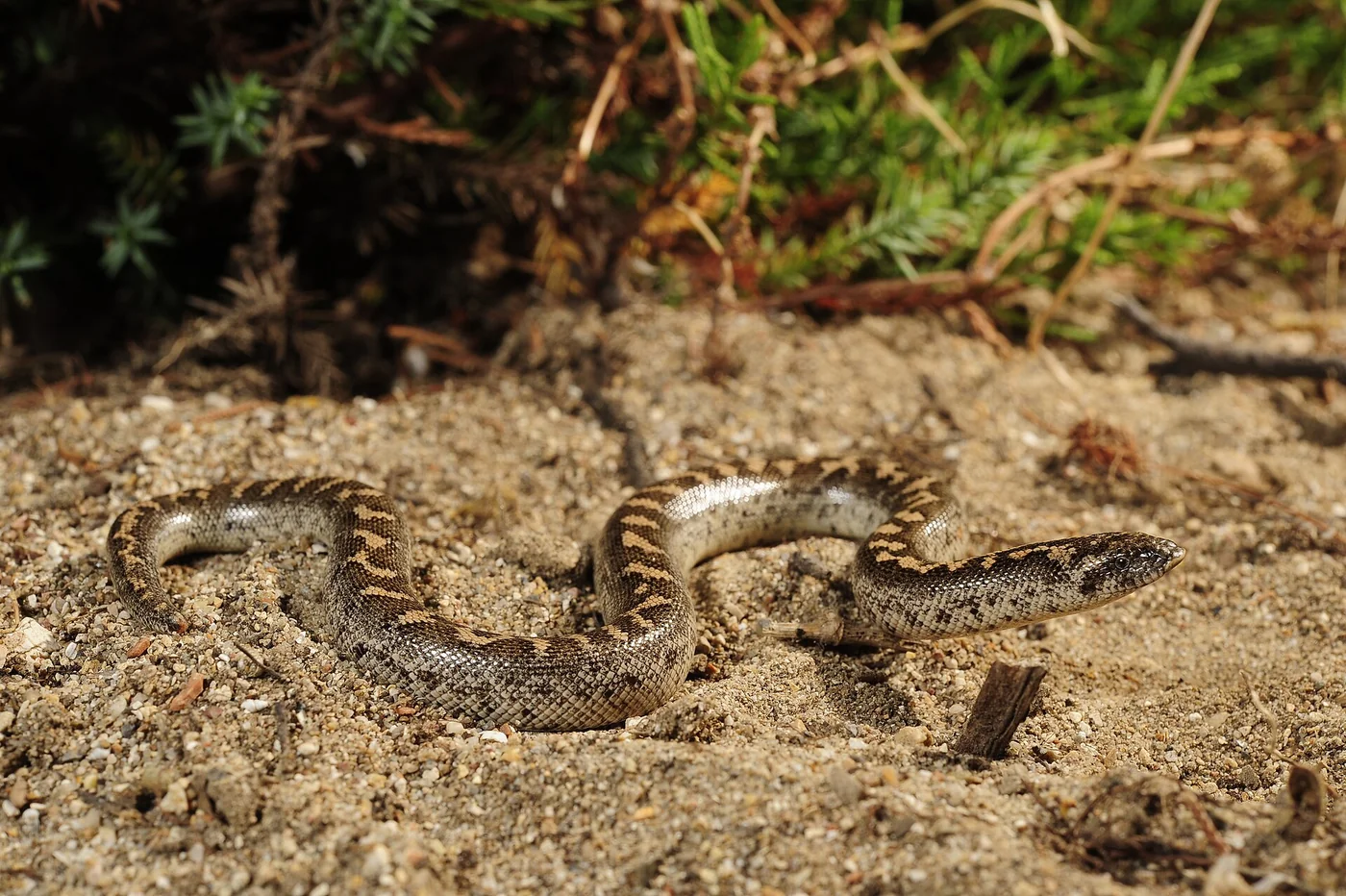 Westliche Sandboa – Foto 3