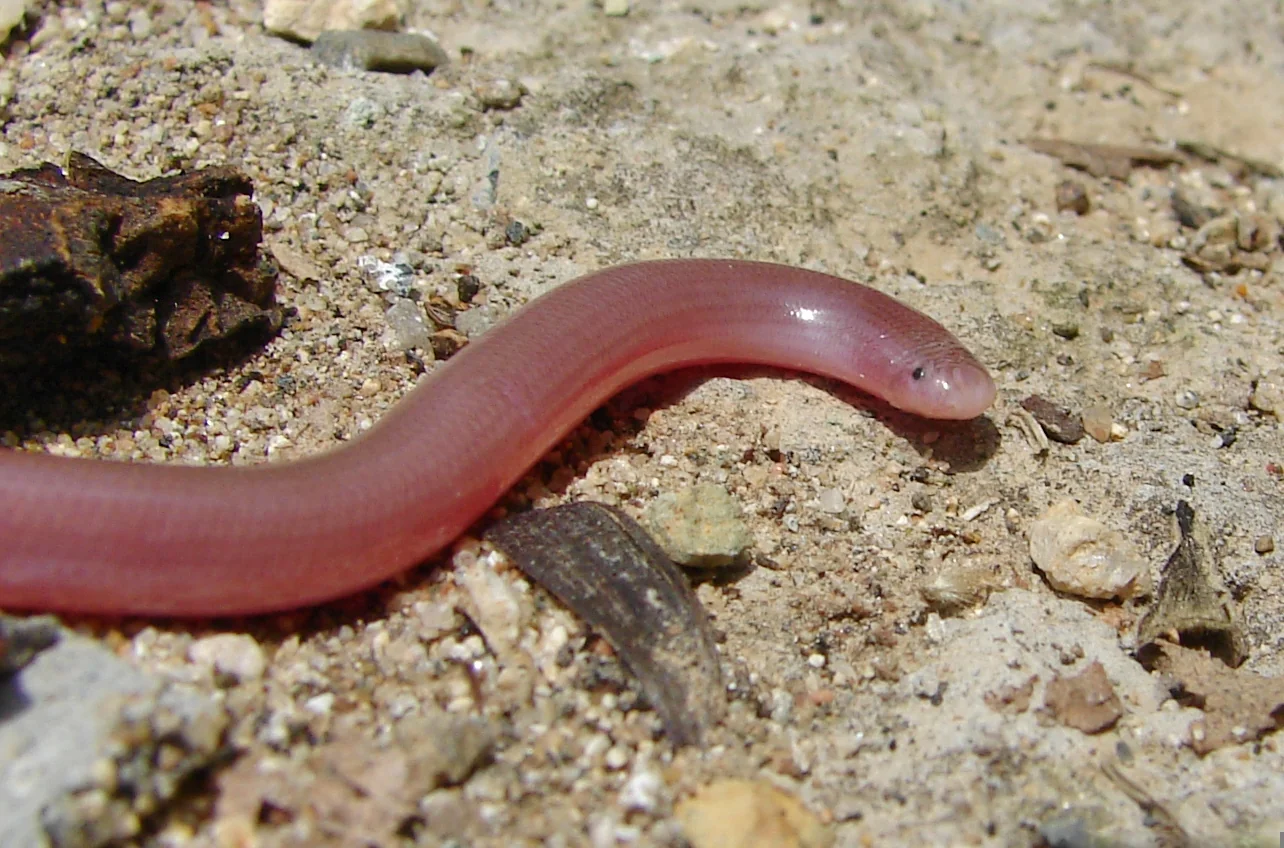 Wurmschlange