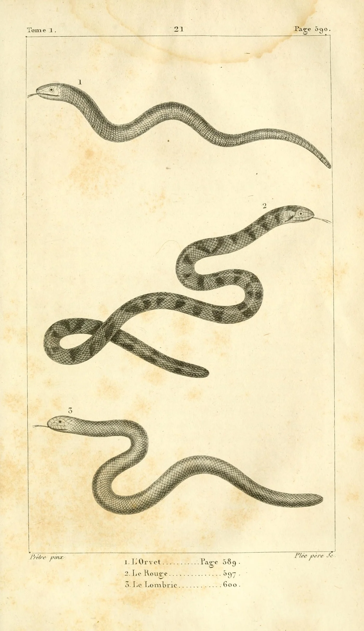 Wurmschlange – Foto 2