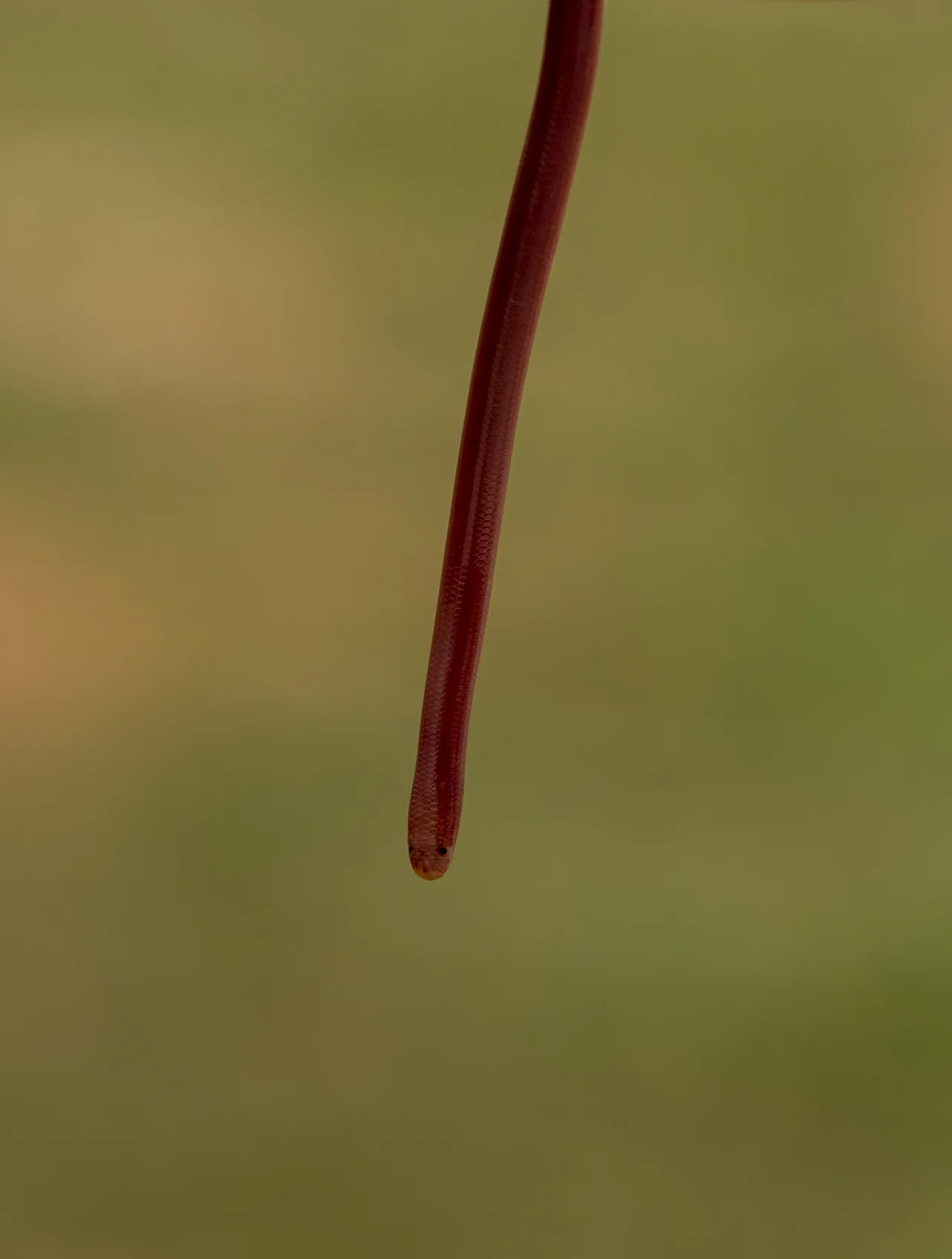 Wurmschlange – Foto 3