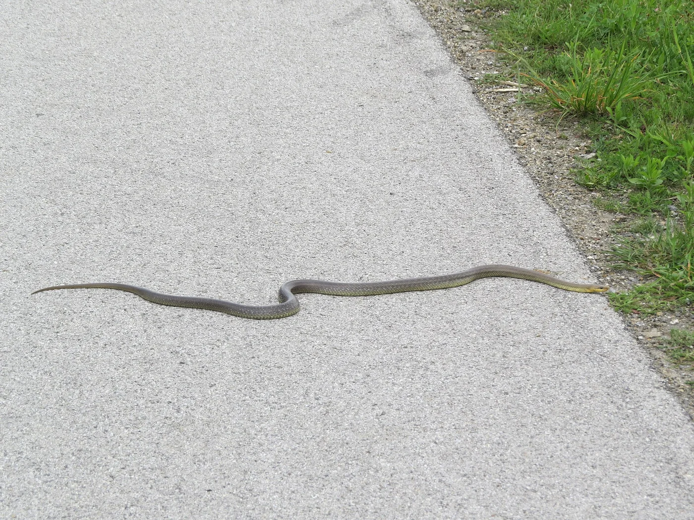 Begegnung mit der Äskulapnatter in der Wachau