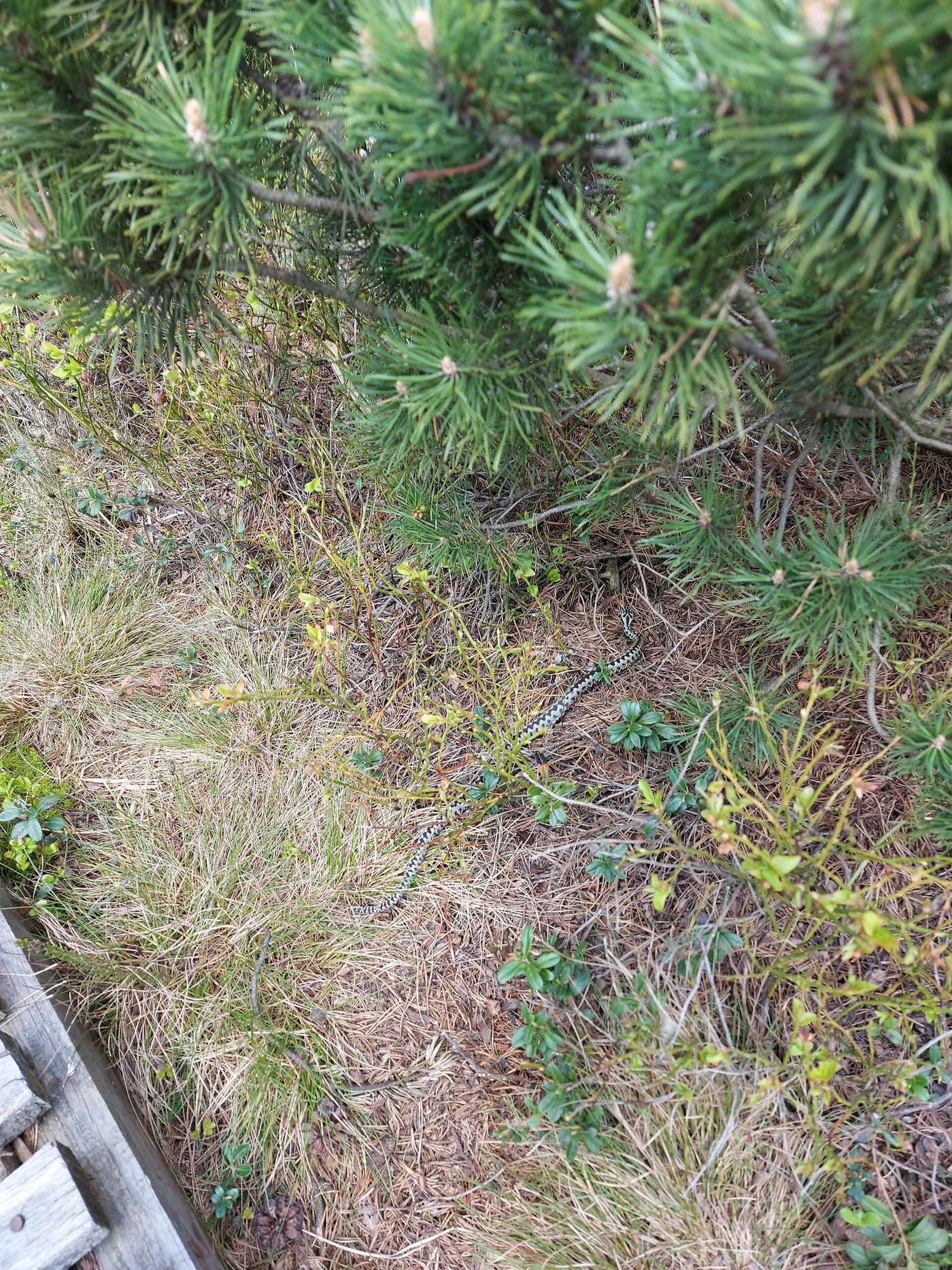 Kreuzotter in typischer Hochmoor-Umgebung
