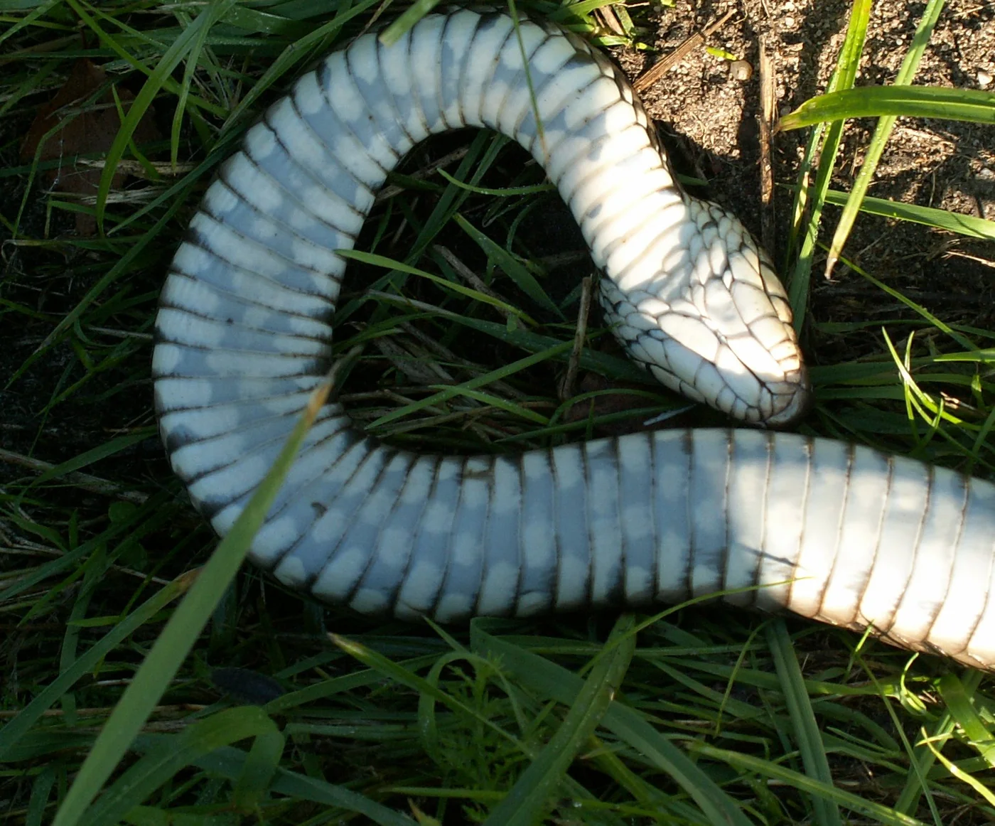 Bauchzeichnung der Ringelnatter