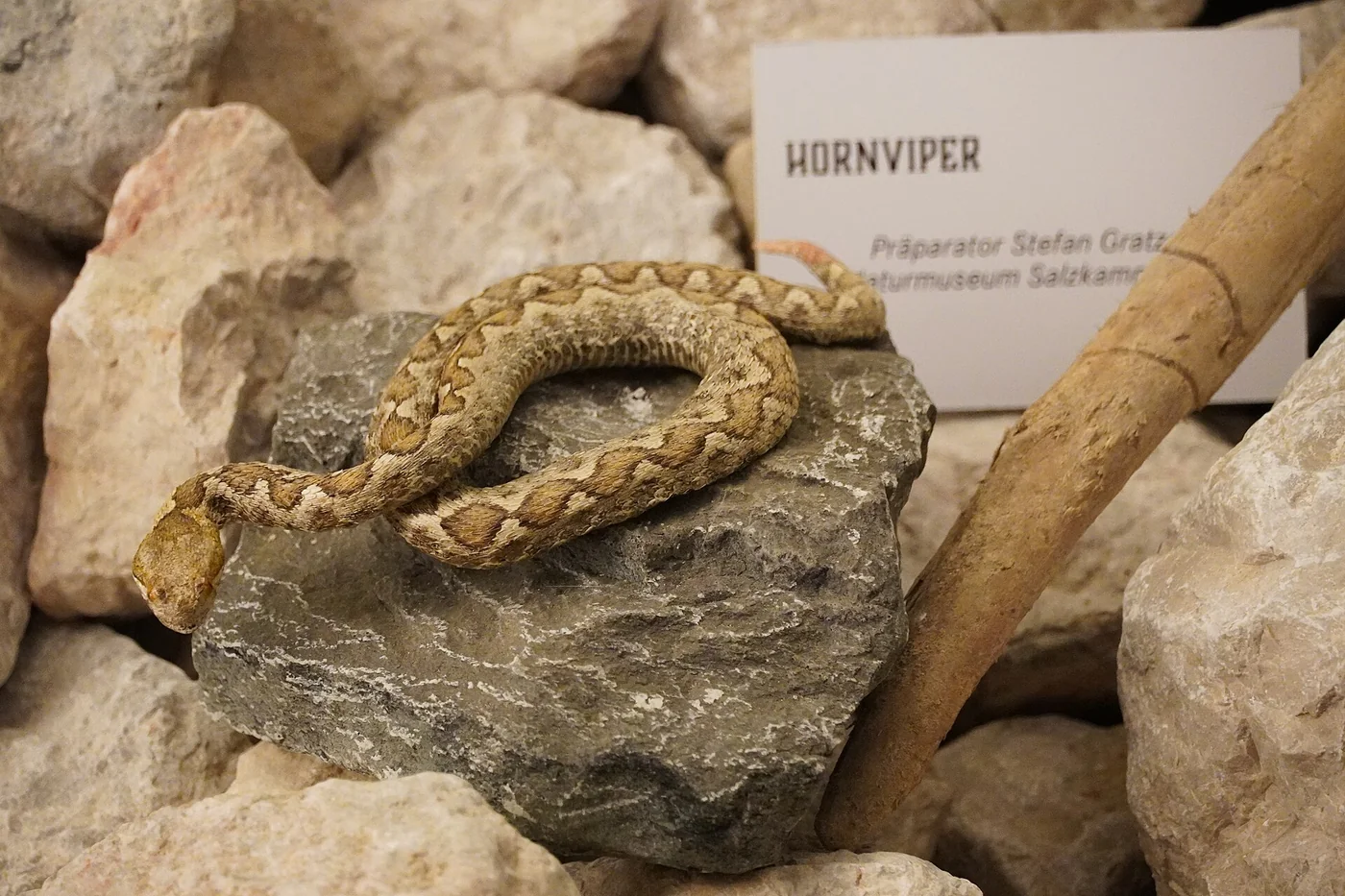 Europäische Hornotter, Kärnten