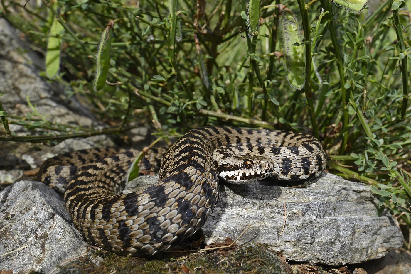 Die Walser-Viper – Europas jüngste Schlangenart