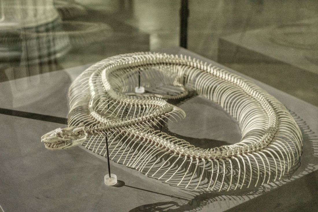 Anatomie & Körperbau