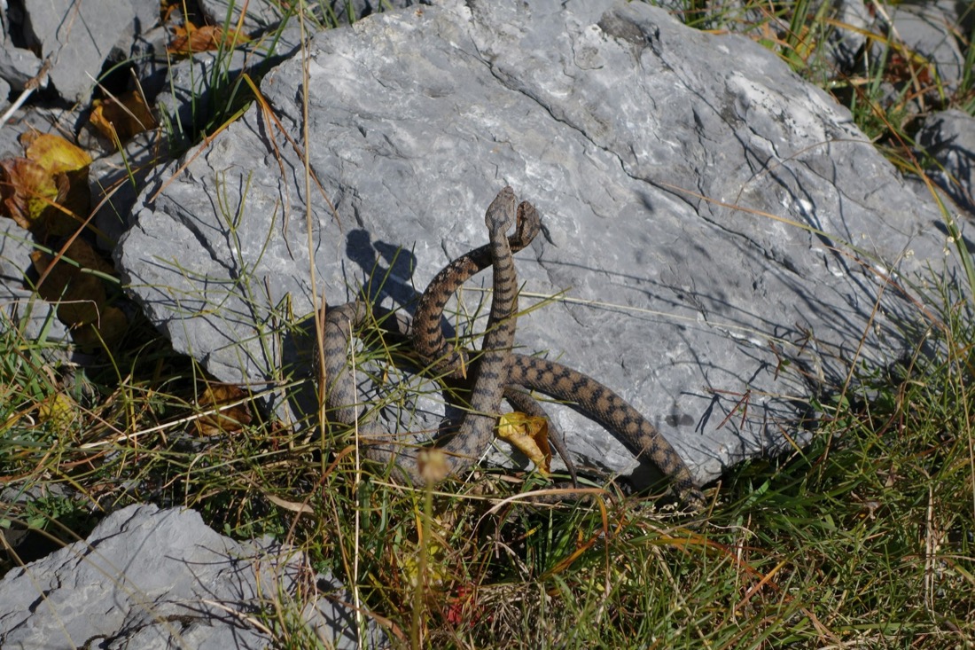 Fortpflanzung